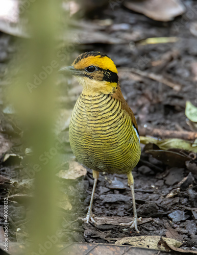 Nature wildlife image of Borneo banded pitta (Hydrornis schwaneri) It is found only in Borneo photo