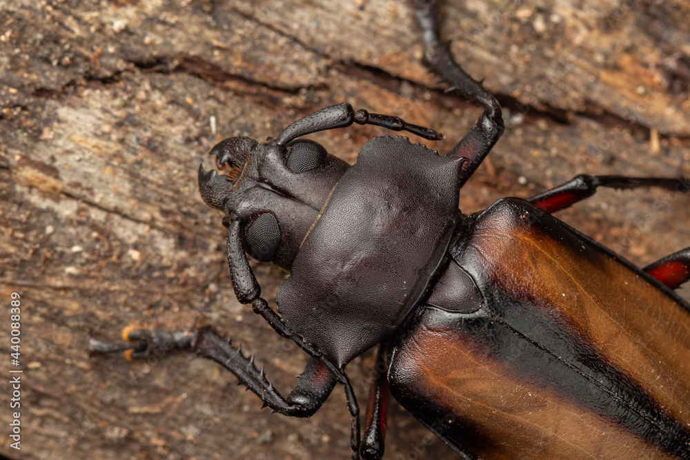 Fototapeta premium macro closeup of Longhorn Beetle Sabah, Borneo