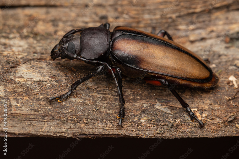 macro closeup of Longhorn Beetle Sabah, Borneo macro closeup of Longhorn Beetle Sabah, Borneo