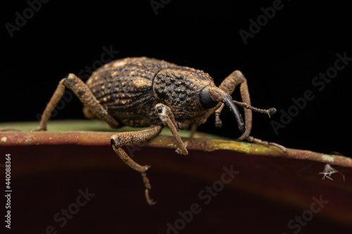 macro image a a weevil on green leaf © alenthien
