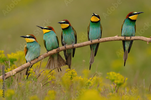 Group of colorful bee-eater on tree branch, against of yellow flowers background