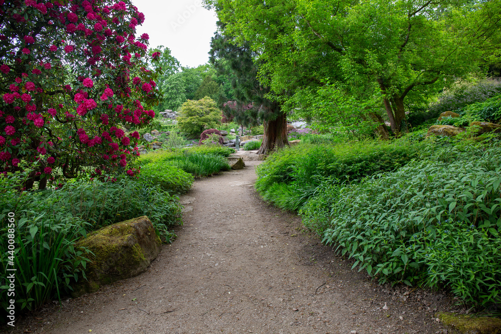 Curved path in pretty garden with flowers and tree