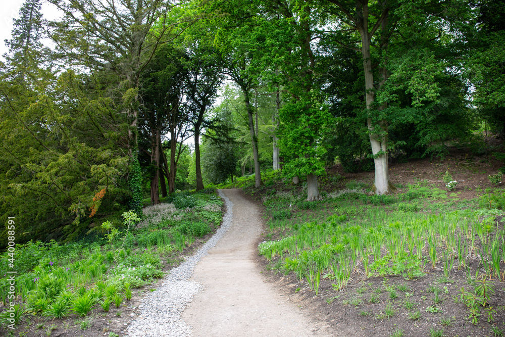 Path in a forest of green trees