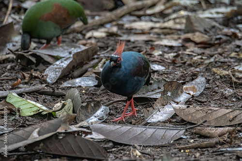 A crested partridge (Rollulus rouloul) also known as the crested wood partridge, roul-roul, red-crowned wood partridge on deep forest jungle photo