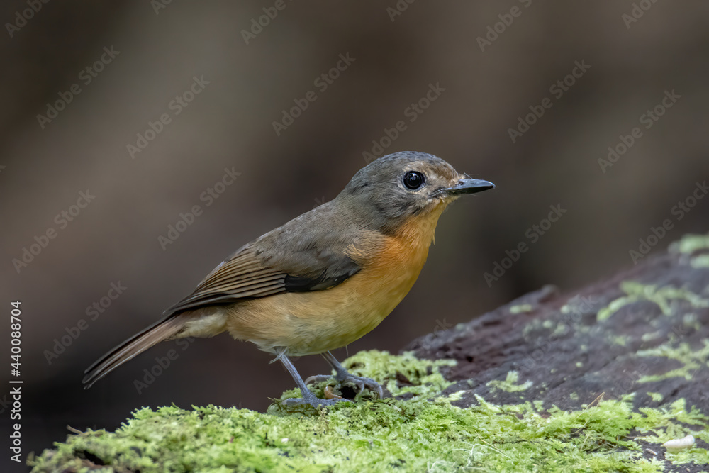 Nature wildlife image of Hill blue bird deep jungle forest in Sabah, Borneo Nature wildlife image of Hill blue bird deep jungle forest in Sabah, Borneo