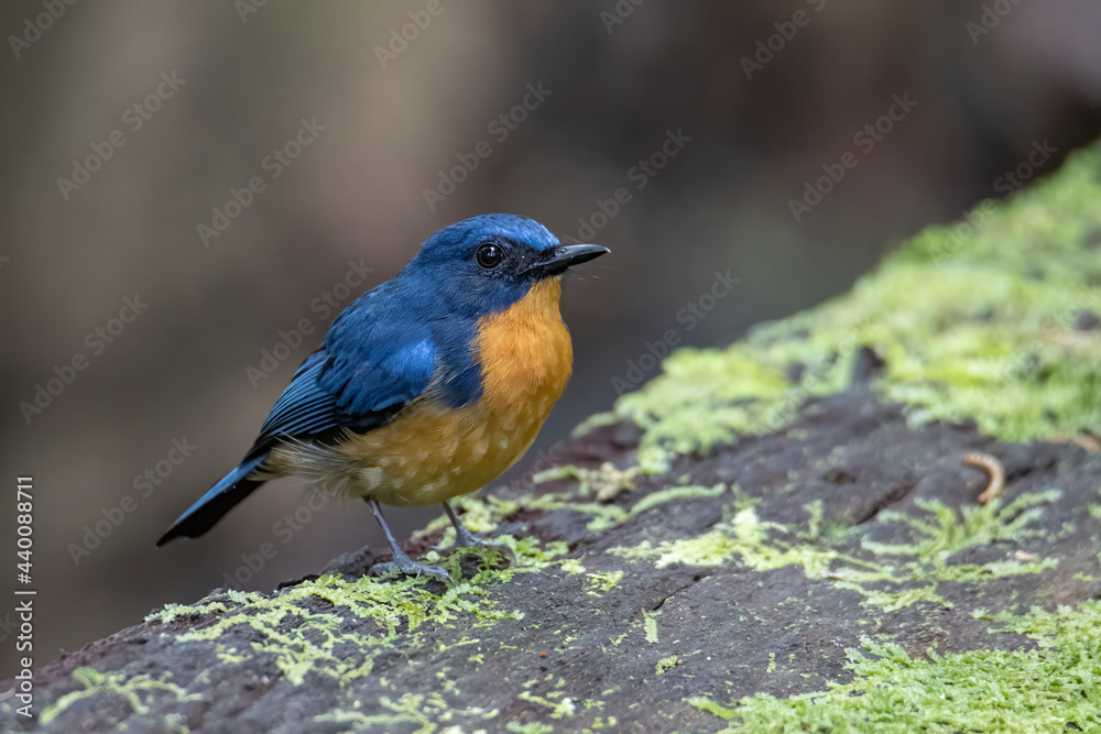 Nature wildlife image of Hill blue bird deep jungle forest in Sabah, Borneo Nature wildlife image of Hill blue bird deep jungle forest in Sabah, Borneo