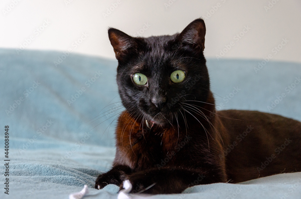 portrait of a cute black cat sitting over a blue blanket