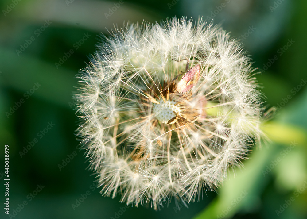 white dandelion large blanc grows in nature white dandelion large blanc grows in nature