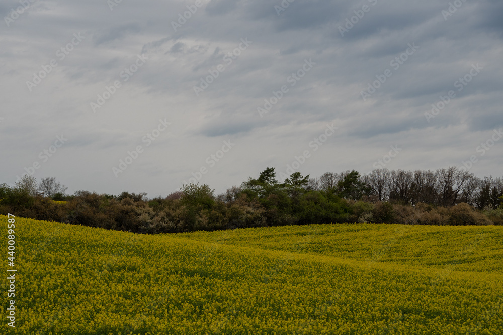 Landschaft im Sommer