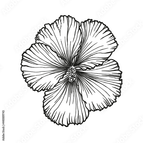 Hibiscus rosa-sinensis  Chinese hibiscus  Hawaiian hibiscus  China rose  rose mallow  shoeblack plant. Flower hand-drawn in black ink  outline on white background. Vector illustration. 