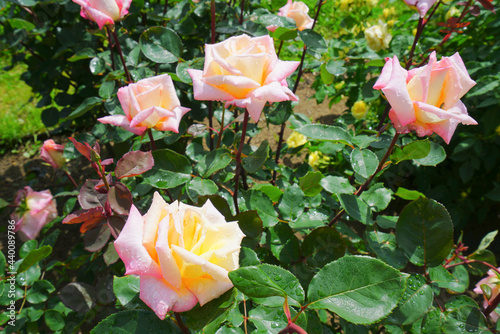 Roses Garden at Nagaoka City, Niigata Pref., Japan photo