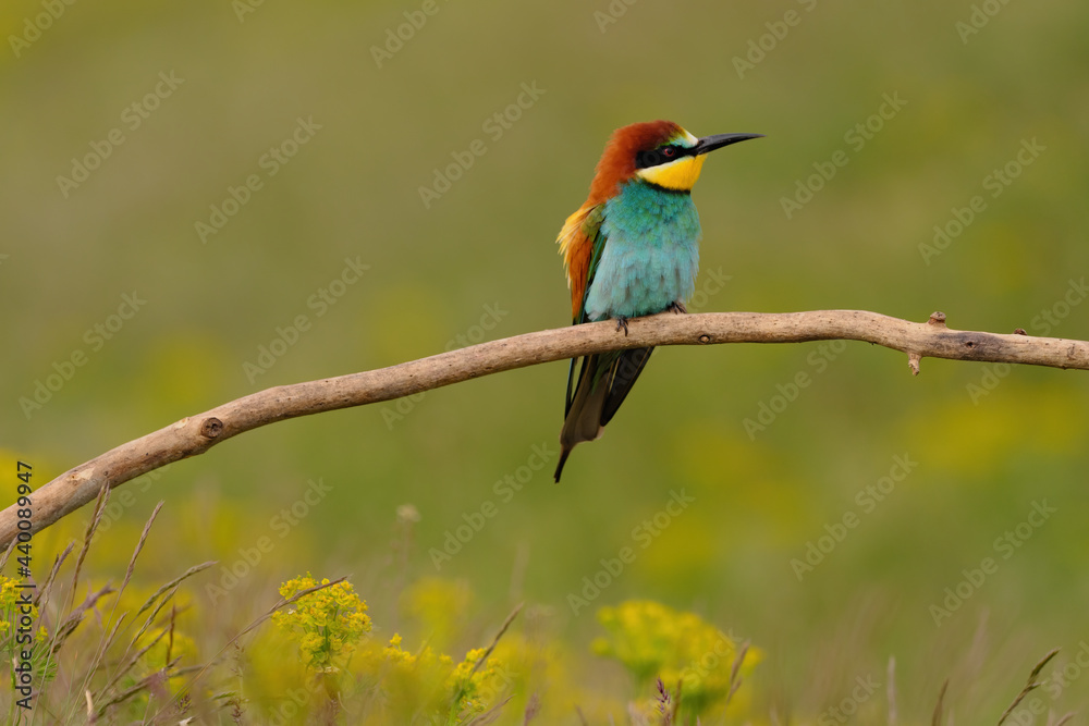 Colorful bee-eater on tree branch, against of yellow flowers background Colorful bee-eater on tree branch, against of yellow flowers background