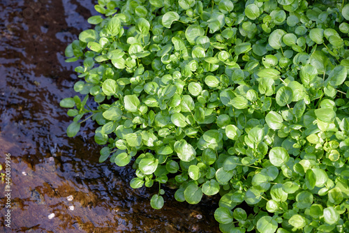 Watercress thriving in the river in the wild photo