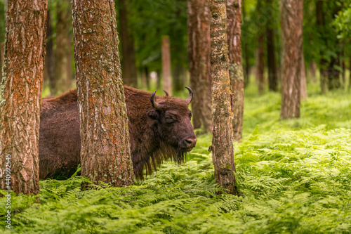 european bison in Prioksko-Terrasny Nature Biosphere Reserve