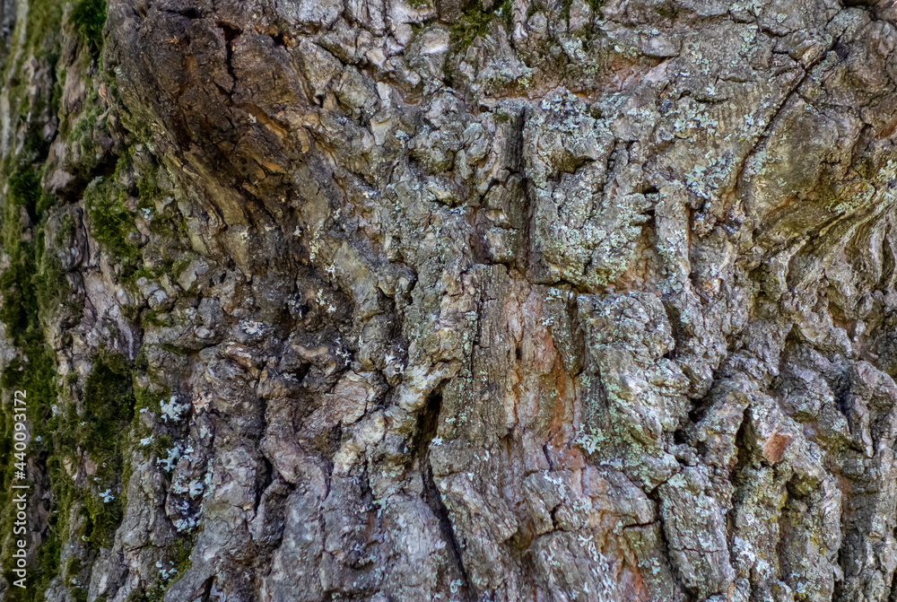 Embossed texture of the bark of oak with green moss. Panoramic photo of the oak texture. Embossed texture of the bark of oak with green moss. Panoramic photo of the oak texture.