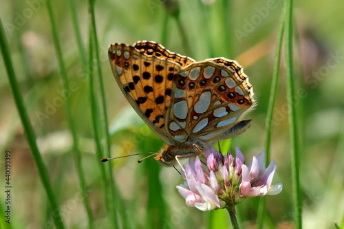 papillon petit nacré Issoria lathonia sur fleur de trèfle