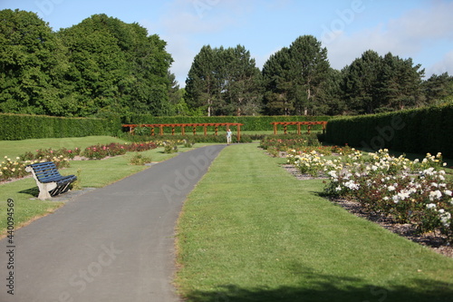 Blooming roses in the garden of St. Anne's park, Dublin 