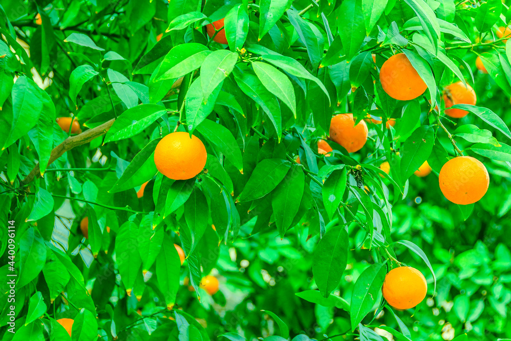 Orange Tree Detail View