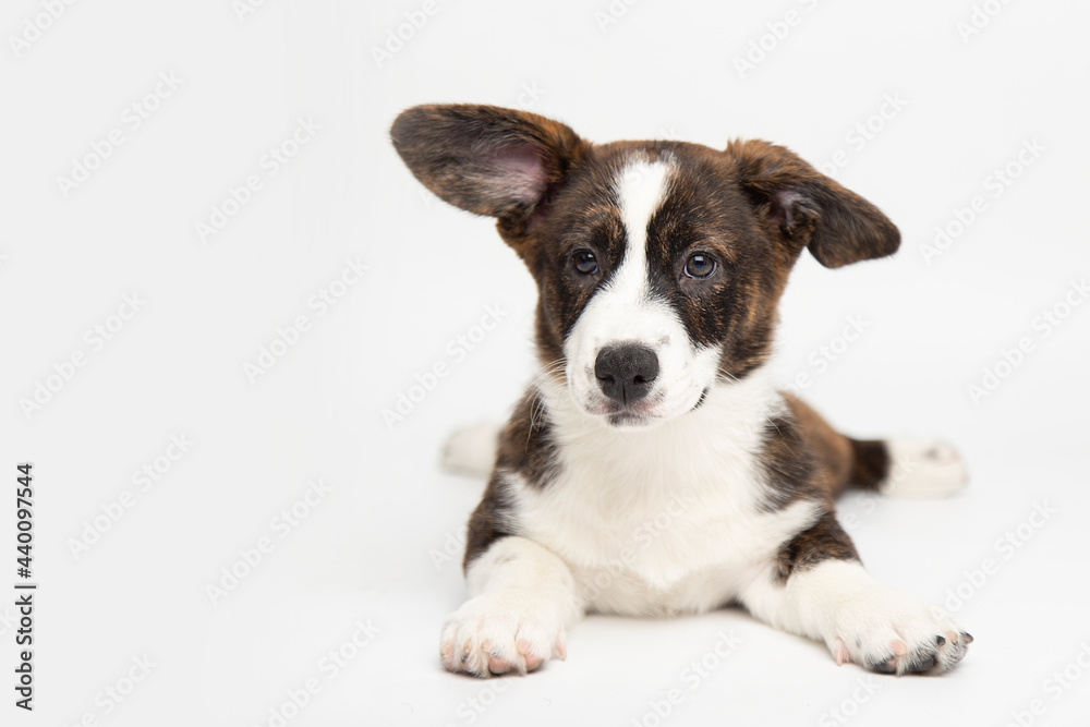 Welsh Corgi Cardigan cute fluffy dog puppy. funny animals on white background with copy space.