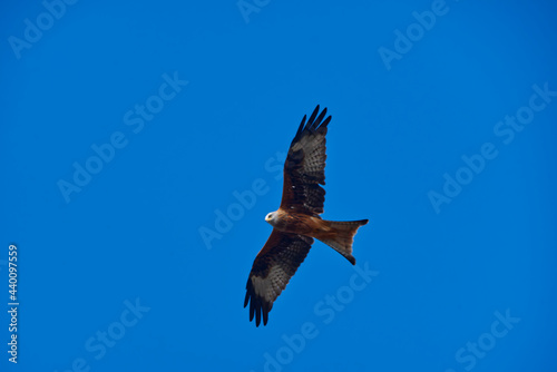 Closeup shot of a flying red kite on blue sky background in Carmarthenshire, Llangadog, UK photo