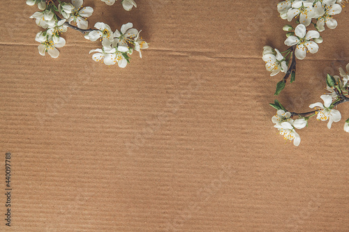 Cherry blossom on the background, styled stock, vintage, white background, close up
