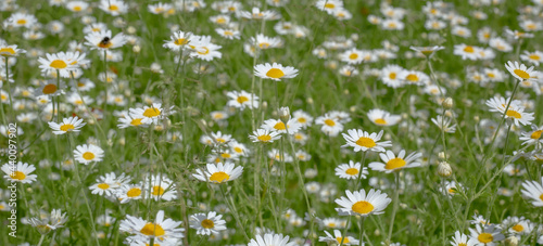 Field of white daisies © Franz