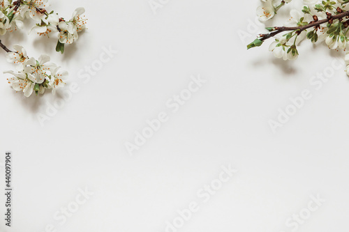 Cherry blossom on the background  styled stock  vintage  white background  close up