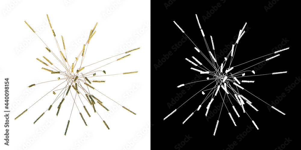 Fototapeta premium Top view of Plant (Wheat 1) Tree png with alpha channel to cutout made with 3D render