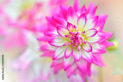 Amazing closeup maco of white and pink Dahlia Flower  Asteraceae  isolated on natural blurry background. Selective focus of Dahlia x cultorum or georginia hybrida in garden.