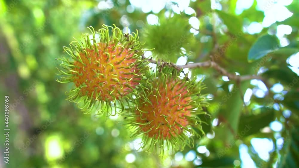 Rambutan fruit in agriculture garden , slow motion video shot.