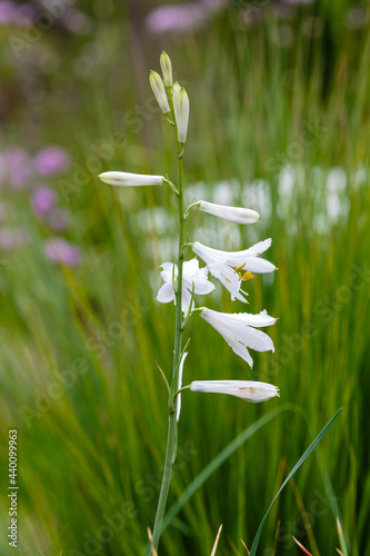 White flowers of Paradisea liliastrum in summer garden photo