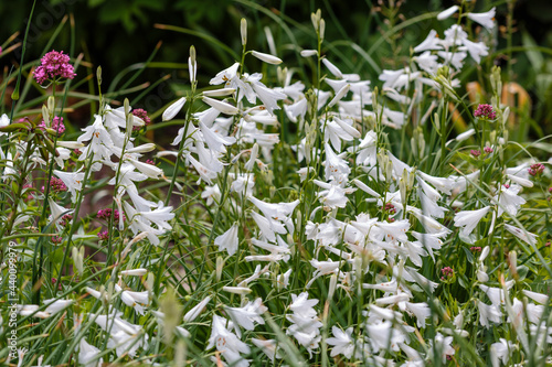 White flowers of Paradisea liliastrum in summer garden photo
