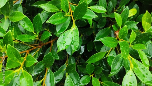 Wallpaper Mural green leaves background Torontodigital.ca