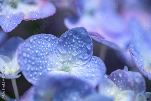 雫の付いた紫陽花 