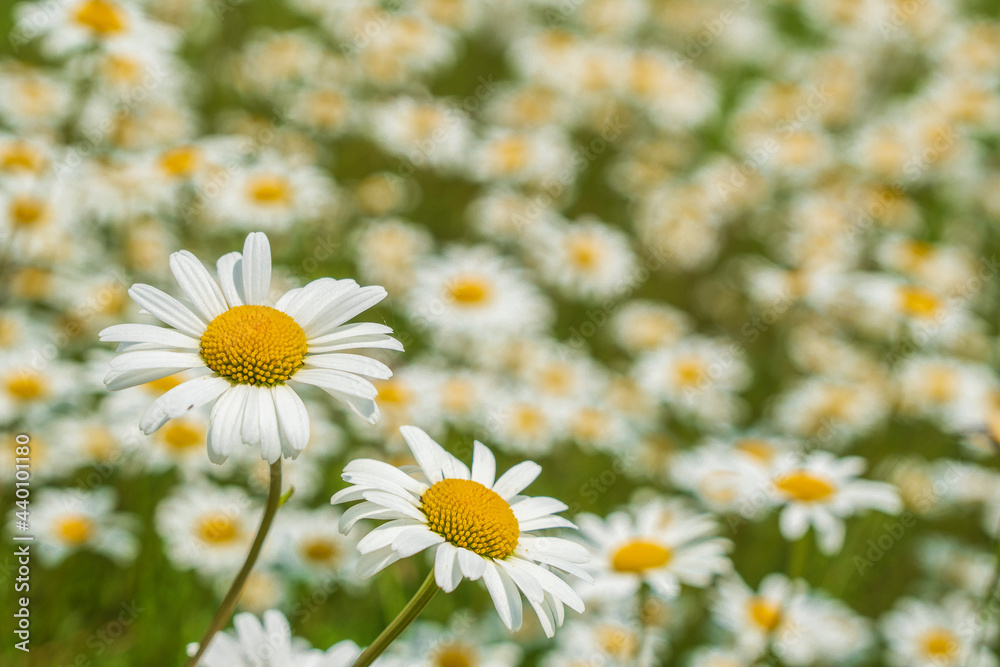 Fototapeta premium Blühende Margueriten auf Wiese