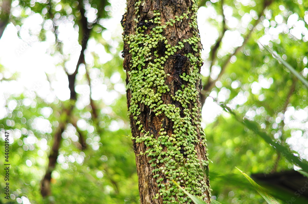 Dischidia nummularia Variegate on a tree Dischidia nummularia Variegate on a tree