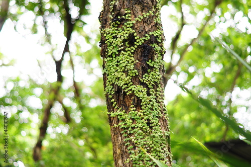 Dischidia nummularia Variegate on a tree