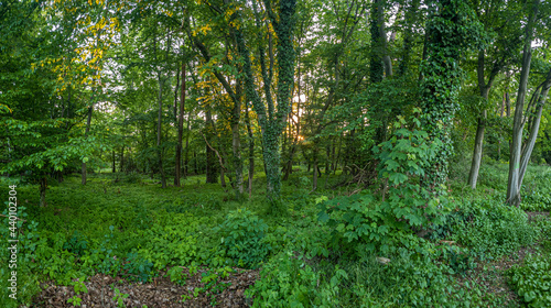 View into a dense green forest in the evening