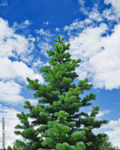 Single fir tree against blue sky with clouds. New Year and Christmas Tree.