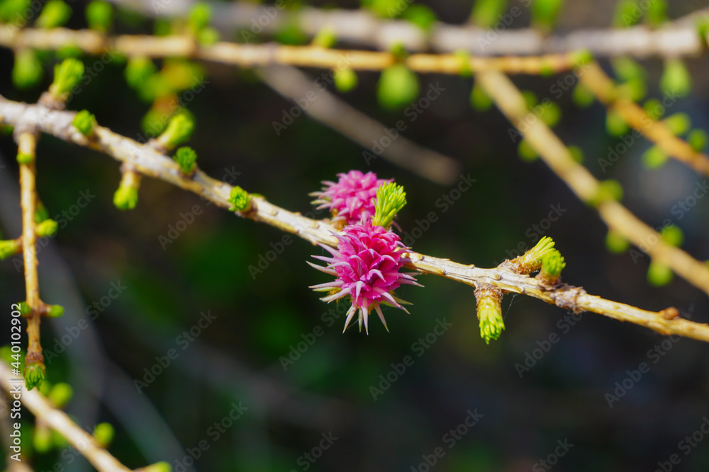 Lärchenblüte Lärchenblüte
