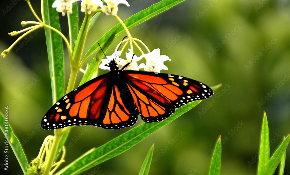 Fototapeta premium Schmetterlingen