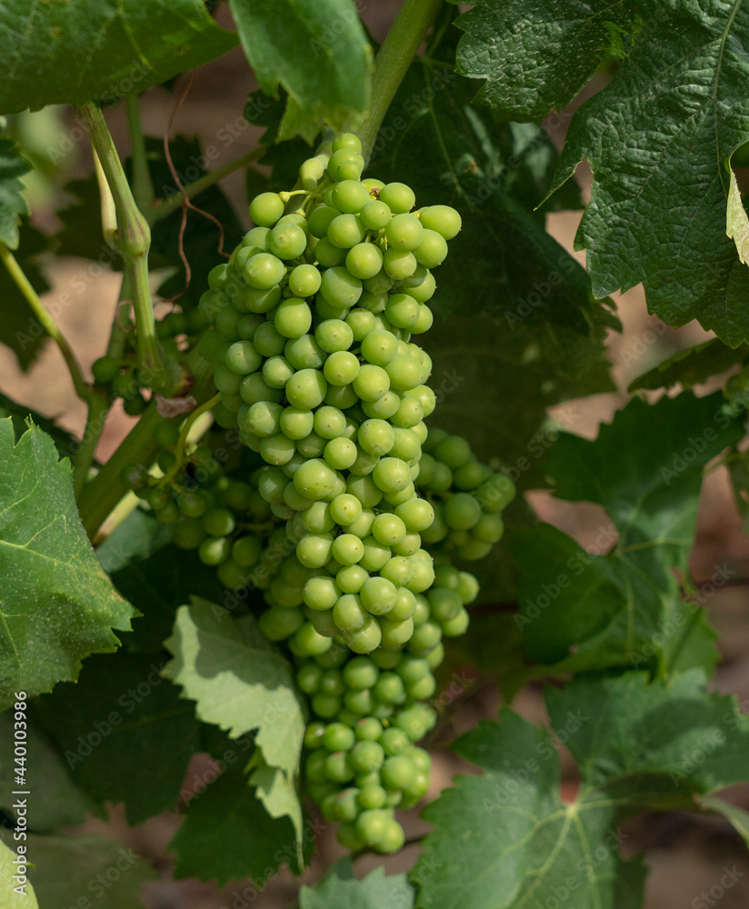 vineyards of Carignano and Cannonau wine, Santadi, south Sardinia
