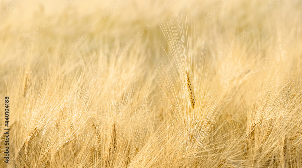 Field of wheat closeup with long fuzzy beards. Selective focus, natural pattern Field of wheat closeup with long fuzzy beards. Selective focus, natural pattern
