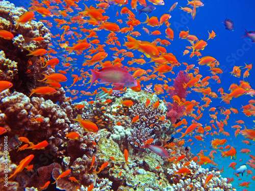 Flock herd of red tropic fishes in front of a beautiful coral reef in clear blue water