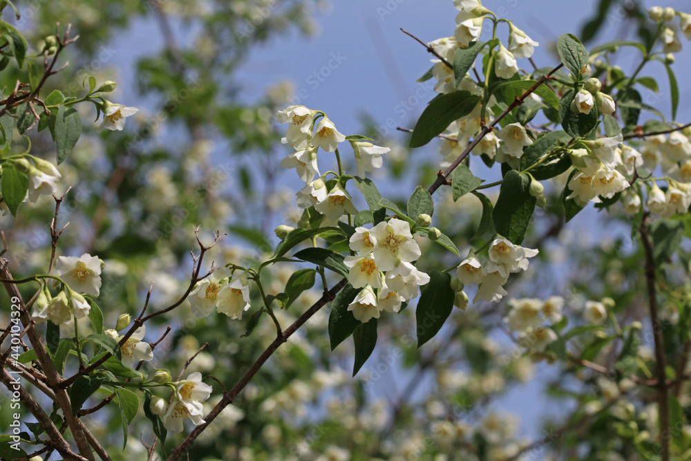 Branches of apple blossoming crab white flowers. Spring flowering garden fruit tree. Apple blossom close-up.