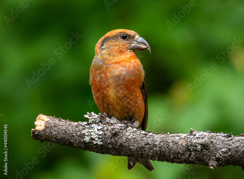 crossbill