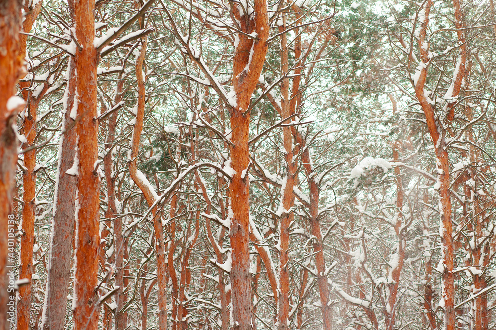 Pine forest in the snow in winter