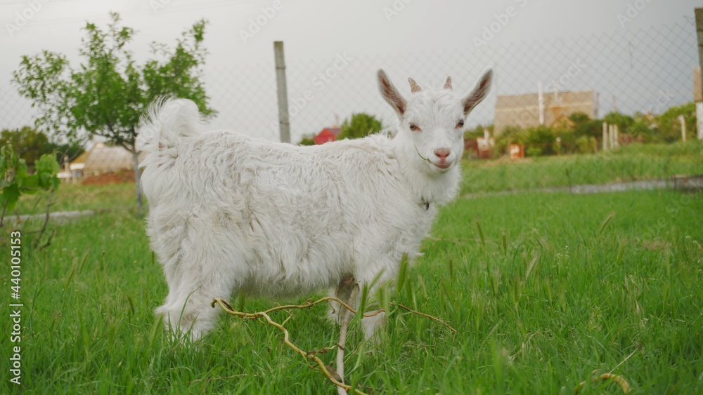 Fototapeta premium White little goat eats green grass in the backyard. Village scene with livestock.