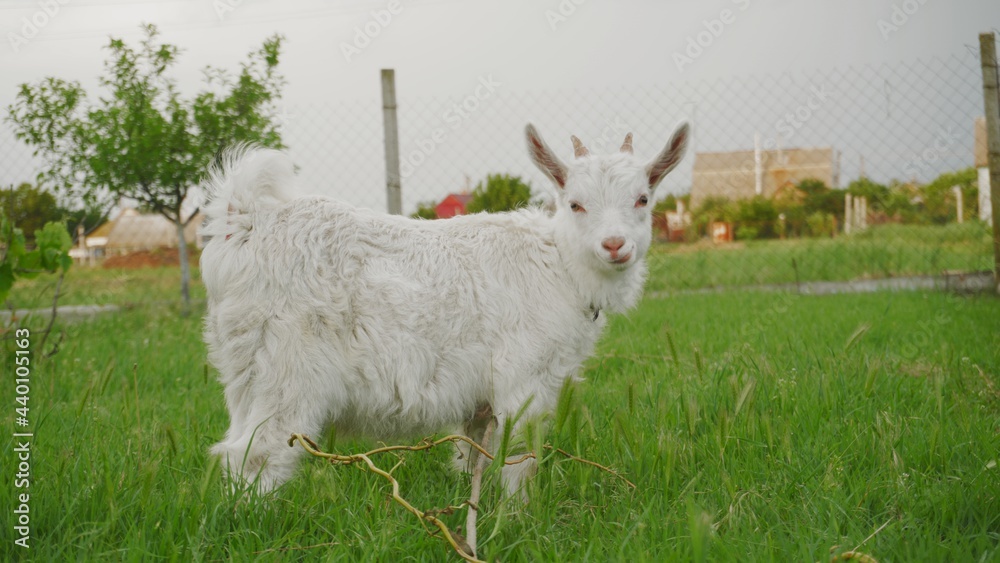 Obraz premium White little goat eats green grass in a country yard. Livestock raising.