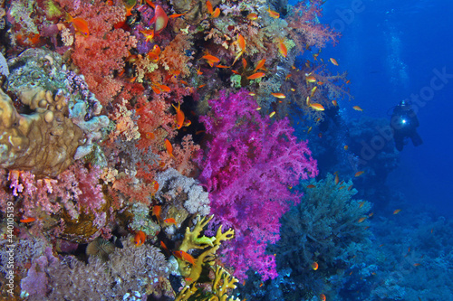 Scuba diver watching beautiful colorful coral reef with red and purple soft corals and fish